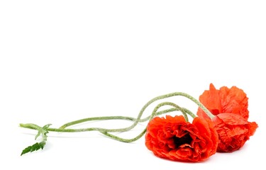Red poppy flower over white background, close up studio shot.