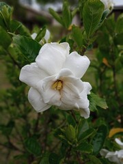 white rose bush