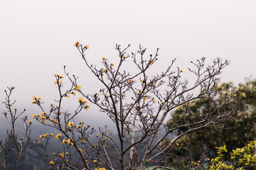 tree branches with sparse golden leaves and other bare parts with think fog or overcast weather in the distance