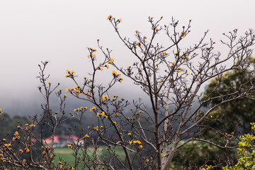 tree branches with sparse golden leaves and other bare parts with think fog or overcast weather in the distance