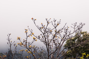 tree branches with sparse golden leaves and other bare parts with think fog or overcast weather in the distance