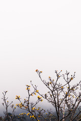 tree branches with sparse golden leaves and other bare parts with think fog or overcast weather in the distance