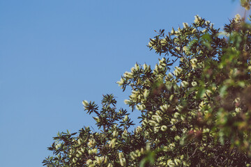 native Australian bottlebrush callistemon with yellow flowers outdoor in beautiful tropical backyard