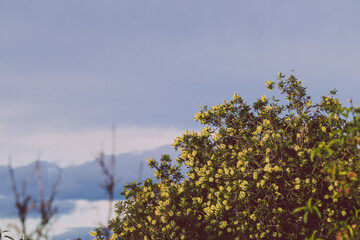 native Australian bottlebrush callistemon with yellow flowers outdoor in beautiful tropical backyard