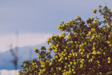 native Australian bottlebrush callistemon with yellow flowers outdoor in beautiful tropical backyard
