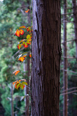 mountain road,autumn,landscape,red leaves, trees,sky,
mountain, west Tokyo,japan,trecking road,
山道,秋,秋風景,森, 山,紅葉,木々, 高尾エリア,