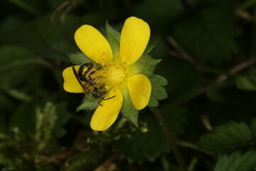 Macro photograph of yellow flower pollinated by bee with dark background