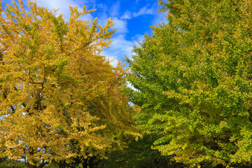 昭和記念公園の秋　黄葉のいちょう並木