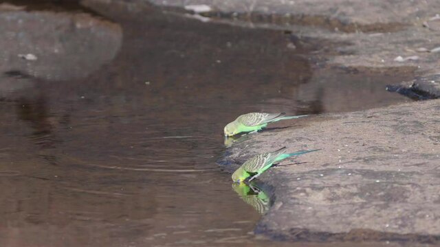 a slow motion clip of a budgie flock drinking from kings creek at kings canyon in watarrka national park of the northern territory, australia