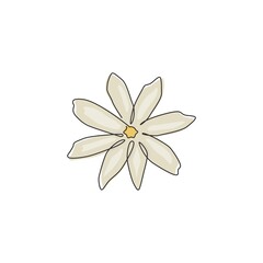 Single continuous line drawing of beauty fresh evergreen jasmine flower. Printable decorative poster jasminum concept for home wall decor art. Modern one line draw design graphic vector illustration