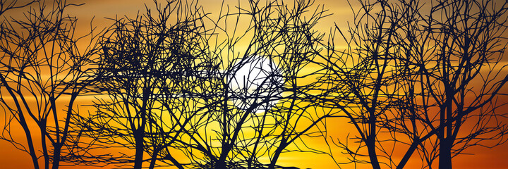 The contour of a tree against the background of a sunset sky, branches without leaves