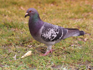 Strassentaube