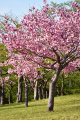 Fototapeta na wymiar 公園の八重桜