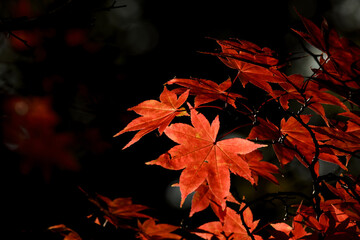 北海道函館市の紅葉