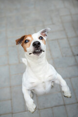 The dog stands on its hind legs and begs for food. Jack Russell Terrier.