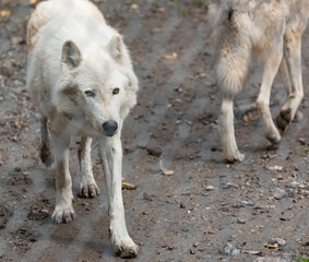 Obraz premium Two Arctic wolves -Canis lupus arctos- in captivity. Close-up of a white arctic wolf.