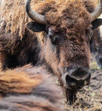 Bison looking at the camera. Female bison in the field.