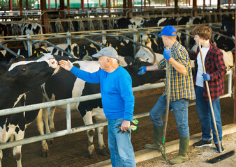 Three various aged milk farm workers standing at stalls and stroking cows.