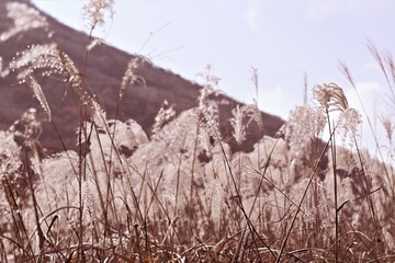 grass in the wind