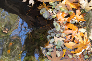 autumn leaves in water