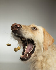 large dog catching with open mouth catching treats in the air