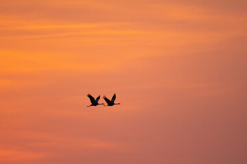 Fototapeta na wymiar Pair of white-naped cranes flying in dawn