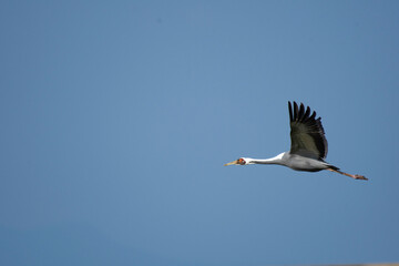Obraz premium White-naped crane flying in blue sky