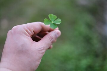 A hand picking up a green 4 leaf clover from a garden, saving it as a good luck charm. The four...