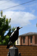 Portrait of an Australian magpie atop a wooden fence post, with its head tilted to the side as it looks towards the sky, its eye gleaming