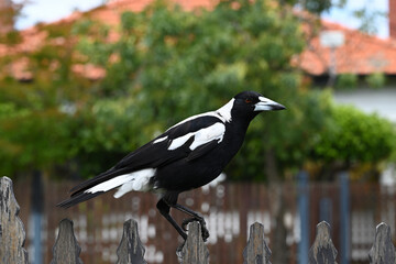 Obraz premium Australian magpie on a fence in a suburban street, tightly gripping a wooden fence picket with its talons to keep its balance