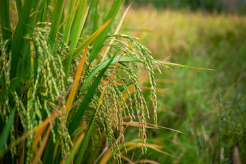 Autumn paddy fields are in the countryside