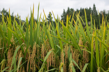 Obraz premium Autumn paddy fields are in the countryside