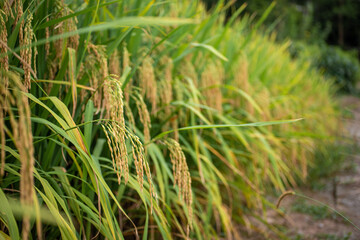 Autumn paddy fields are in the countryside