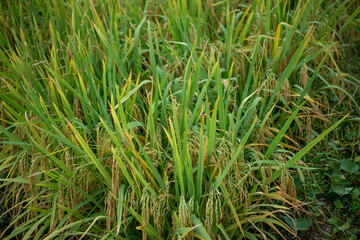 Autumn paddy fields are in the countryside