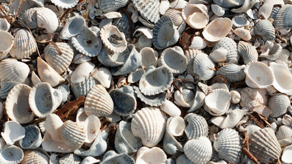 seashells on the beach