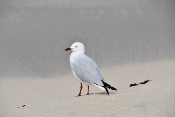 silver seagull close up on western australian sandy beach