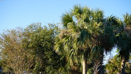Palm Tree Park