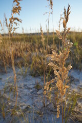 Beach reeds