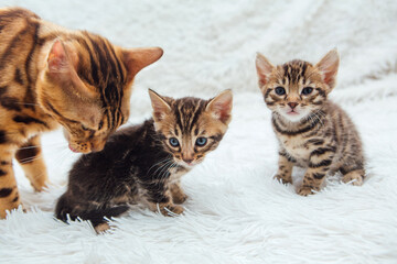 Bengal cat with her little kitten on the white fury blanket