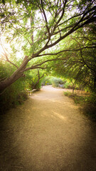 Obraz premium walk through the park