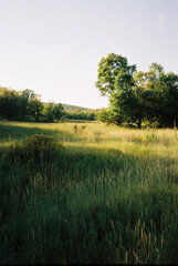 morning in the field