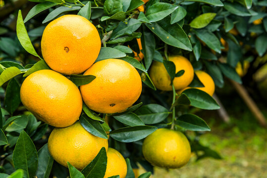 Close-up of orange fruits in the orchard of Taichung, Taiwan.