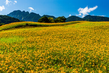 Obraz premium View of beautiful daylilies in the Liushishi Mountain of Hualien, Taiwan. it's one of the famous attractions in Hualien.