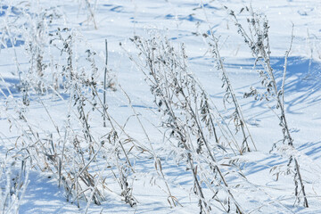 Beautiful frozen grasses in winter sun with long shadows sunshine on snowy winter landscape