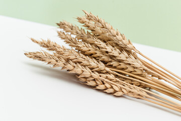 Bunch of ripe wheat ears close up on pastel green background. Creative autumn harvest of grain crops