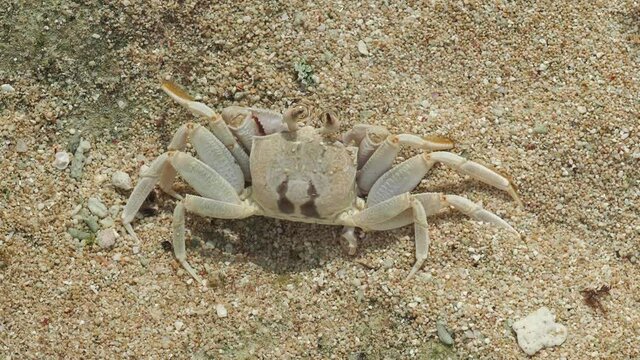 Okinawa,Japan - October 31, 2021: Closeup of Horned ghost crab or Horn-eyed ghost crab or Ocypode ceratophthalmus at Ikemajima island, Okinawa, Japan

