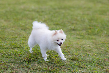 White pomeranian run on green lawn at park