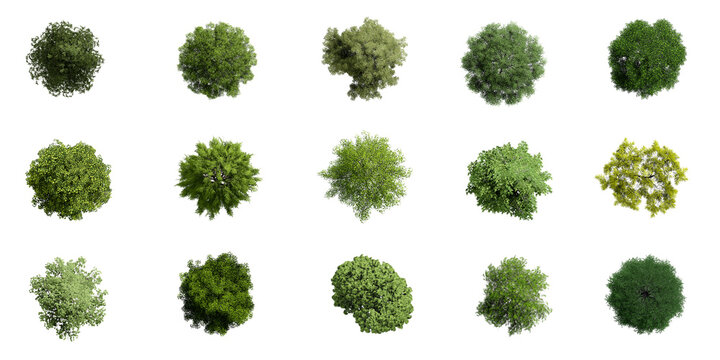 Illustrazione Stock Collection of 3D Top view Green Trees Isolated on white  background , Use for visualization in architectural design or garden  decorate | Adobe Stock