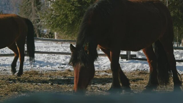 Horses eating grass from farm with melted snow