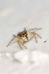 Aranha Macro Micro